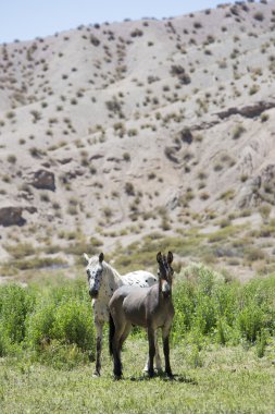 Donkey and small horse in field, Calingasta, Argentina