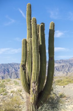 Massive and huge cactus with blue sky in Argentina clipart