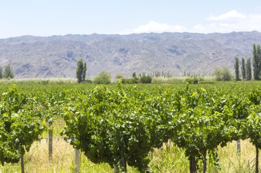 Arjantin üzüm bağları detay