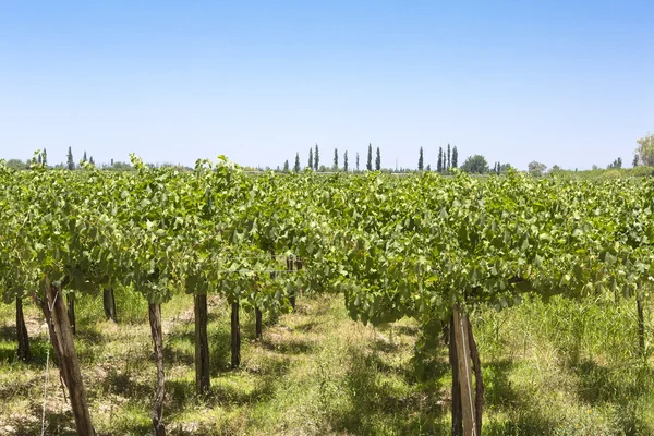 Részlet a szőlőültetvények, Argentína — Stock Fotó