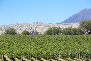 Mountains and vineyards with blue clear sky in Argentina clipart
