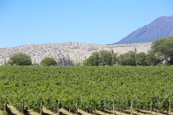 Mountains and vineyards with blue clear sky in Argentina — Zdjęcie stockowe