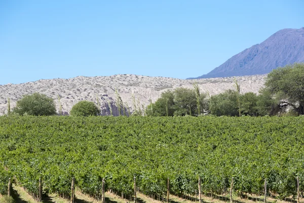 Montañas y viñedos con cielo azul claro en Argentina — Foto de Stock