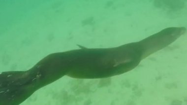Deniz aslanı Galapagos sualtı Yüzme