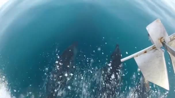 Дельфины, плавающие на Галапагосских островах — стоковое видео