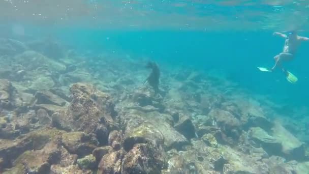 León marino nadando bajo el agua en las Galápagos — Vídeos de Stock