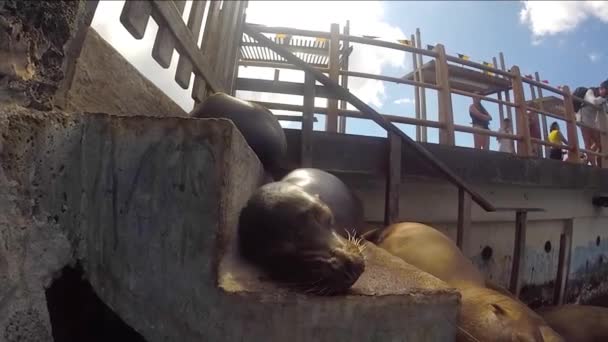 Leone di mare addormentato su una panchina, Isole Galapagos — Video Stock