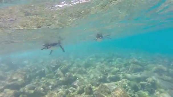 Galapagos tučňáci, plavání pod vodou. Galagapos, Ekvádor — Stock video