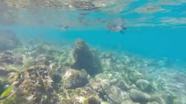 Pinguins de Galápagos nadando debaixo d 'água. Galagapos, Equador — Vídeo de Stock