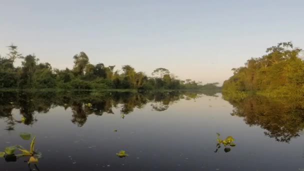 Catatumbo River, the tropical forest and jungle — Stock Video
