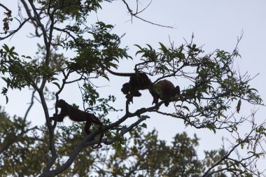 Grup vahşi maymun ağaçlarında, venezuela