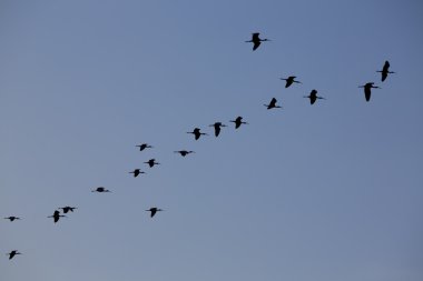 Üst üste bir açık gökyüzü göl Maracaibo, Venezuela uçan kuşlar