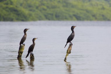 Beton sütun üzerine, göl Maracaibo, Venezuela tıraşlama kuşlar