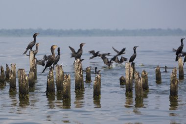 Beton sütun üzerine, göl Maracaibo, Venezuela tıraşlama kuşlar