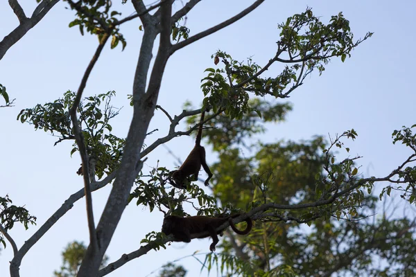 Gruppo di scimmie selvatiche sugli alberi, venezuela — Foto Stock