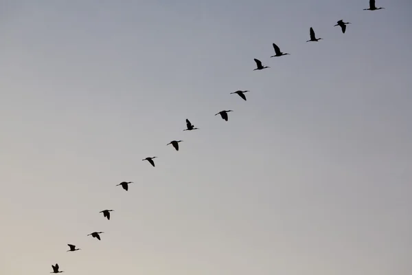 Vogel in einer Reihe fliegen in einem blauen Himmel, See Maracaibo, venezuela — Stockfoto