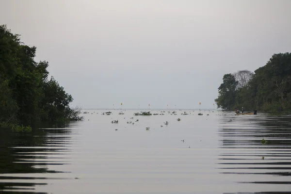 Stromy a džungle na Catatumbo řeka, jezero Maracaibo, Venezue — Stock fotografie