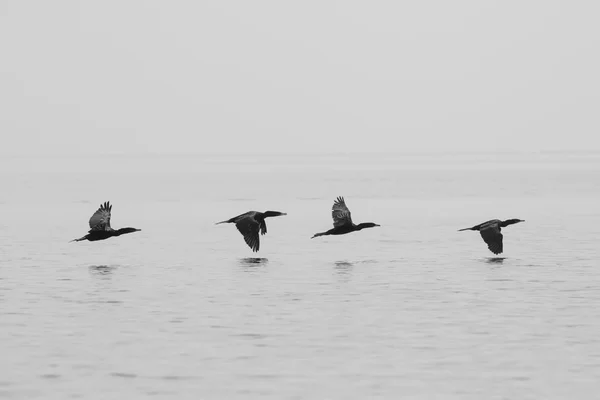 鸟儿飞翔在排在委内瑞拉马拉开波湖 — 图库照片