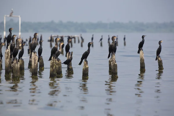 Birds perching on concrete pillars, Lake Maracaibo, Venezuela — Stock Photo, Image