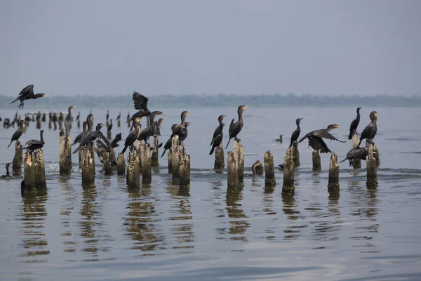 Ptáci sedící na betonových pilířích, jezero Maracaibo, Venezuela — Stock fotografie