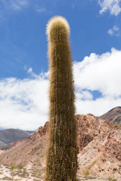 Cactus in Purmamarca with colored mountains — Stock Photo, Image