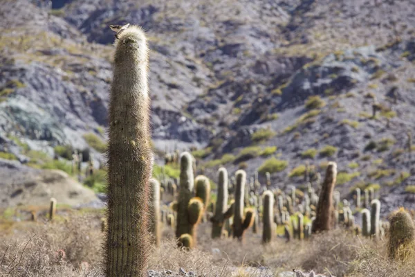 Cacto em los Cardones parque nacional no norte da Argentina — Fotografia de Stock