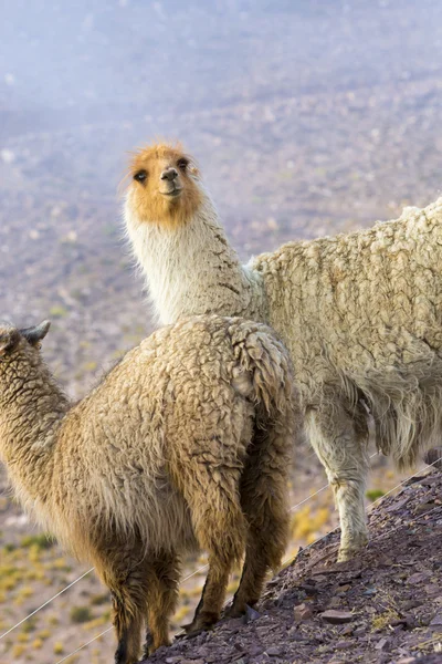 Два красивих ламами, Аргентина — стокове фото