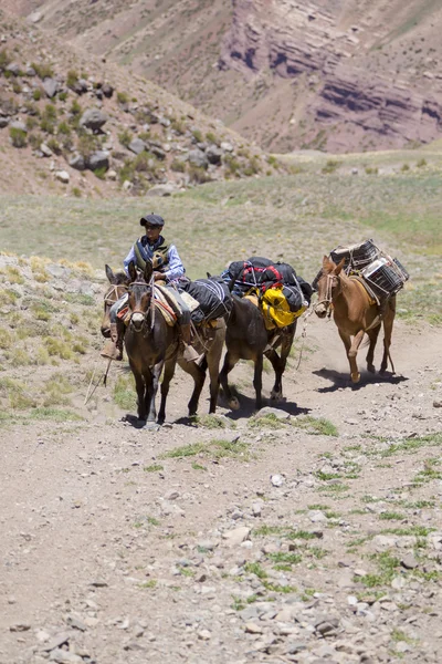 Hommes et ânes argentins portant des sacs à l'Aconcagua, Arge — Photo