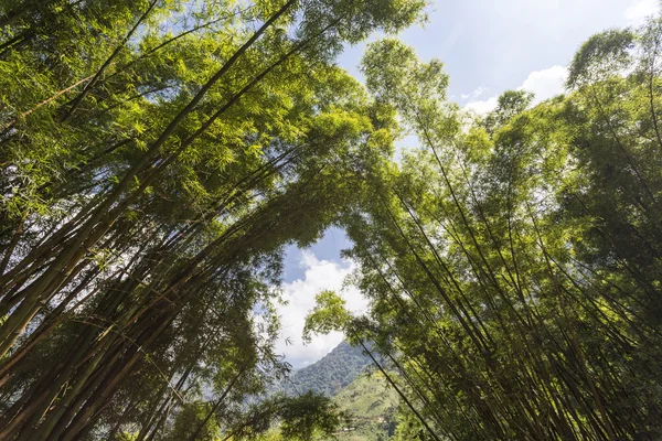 Floresta de bambu em Colômbia — Fotografia de Stock