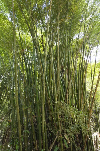 Bamboo forest in Colombia — Stock Photo, Image