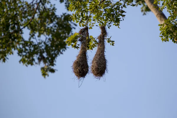 两只鸟巢挂在高大的热带树上, 明卡 — 图库照片