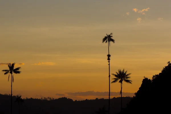 Solnedgång på Cocora dalen med giant vax palms nära Salento, — Stockfoto