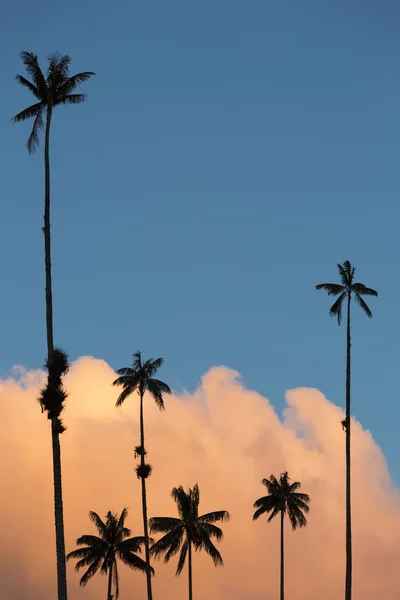 Solnedgång på Cocora dalen med giant vax palms nära Salento, — Stockfoto