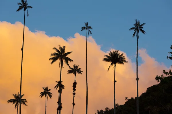 Solnedgång på Cocora dalen med giant vax palms nära Salento, — Stockfoto