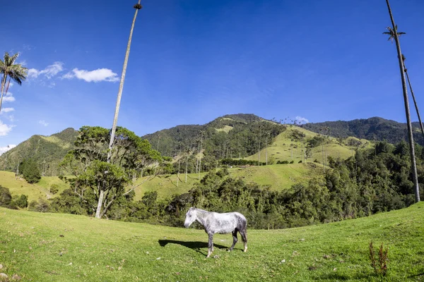 Cavalo nas pastagens verdes do vale do Cocora, Salento — Fotografia de Stock