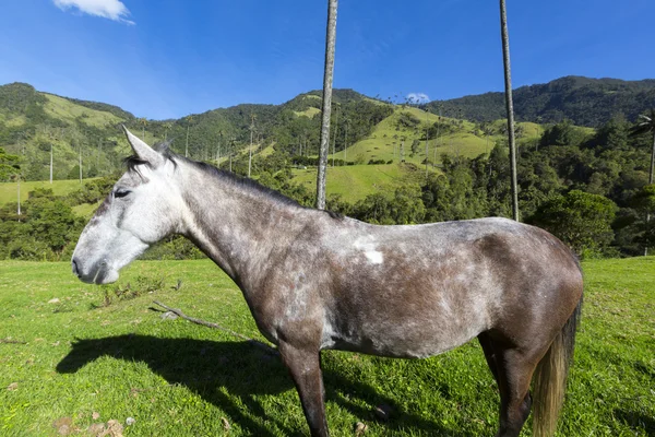 Лошадь на зеленых пастбищах долины Кокора, Саленто — стоковое фото