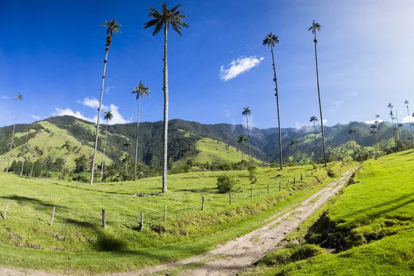 Cocora vallei met gigantische wax palmen in de buurt van Salento, Colombia — Stockfoto