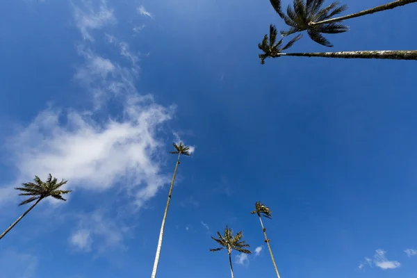 Valle del Cocora con palmas de cera gigantes cerca de Salento, Colombia — Foto de Stock