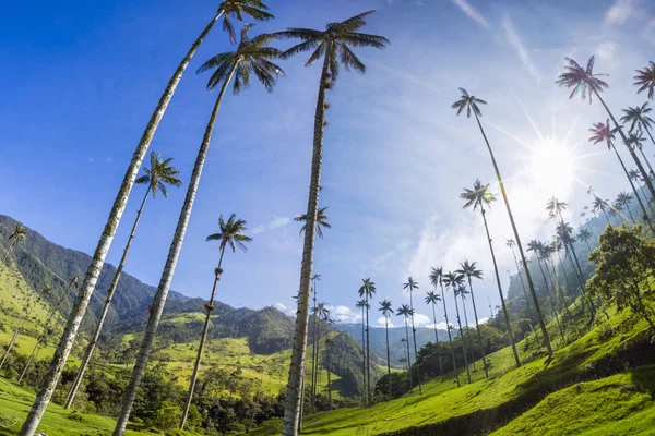 Valle del Cocora con palmas de cera gigantes cerca de Salento, Colombia —  Fotos de Stock