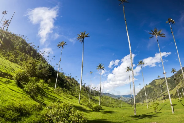 Cocora valley with giant wax palms  near Salento, Colombia — Stock Photo, Image