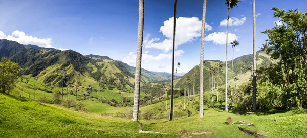 Cocora údolí s obří vosk palmami poblíž Salento, Kolumbie — Stock fotografie