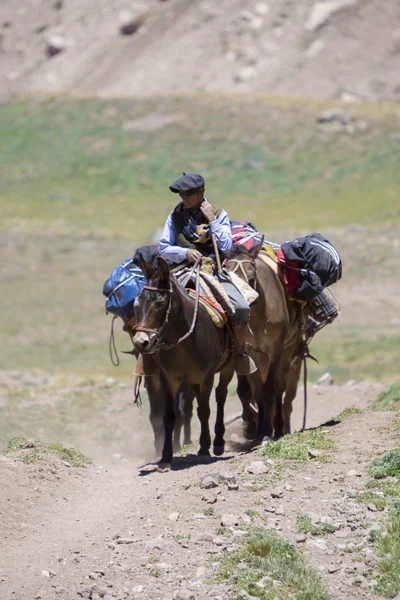 Hommes et ânes argentins portant des sacs à l'Aconcagua, Arge — Photo