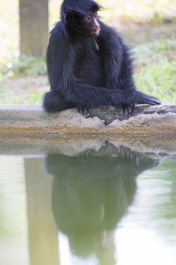 Monkey sitting in outdoors park with water reflection, Brazil