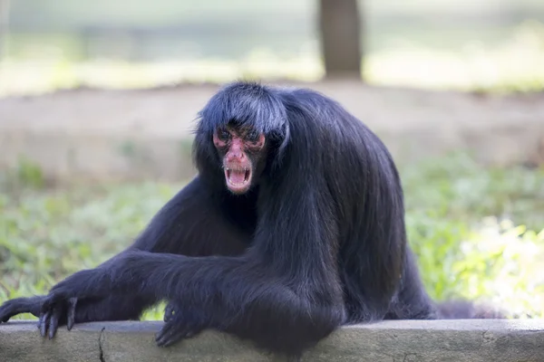 Singe assis dans le parc extérieur avec une expression agressive, Brazi — Photo