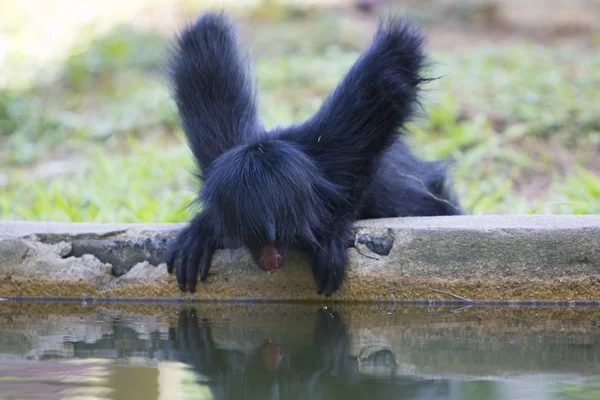 Macaco sentado no parque ao ar livre com reflexo de água, Brasil — Fotografia de Stock