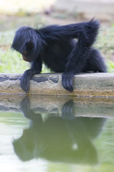 Monkey sitting in outdoors park with water reflection, Brazil — Stock fotografie