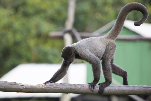 Macaco sentado no parque ao ar livre, Manaus, Brasil — Fotografia de Stock