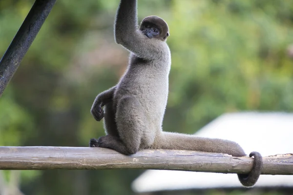 야외 공원, 마나우스, 브라질에에서 앉아있는 원숭이 — 스톡 사진
