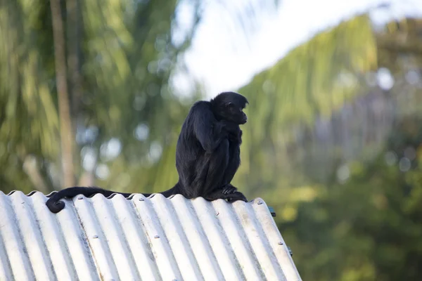 야외 공원, 마나우스, 브라질에에서 앉아있는 원숭이 — 스톡 사진