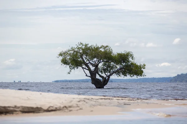 Manaus, Brezilya Amazon nehri üzerinde vahşi agaç duran — Stok fotoğraf